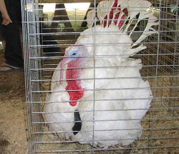 Albino Turkey